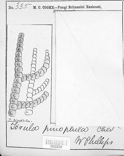 Euantennaria pinophila image